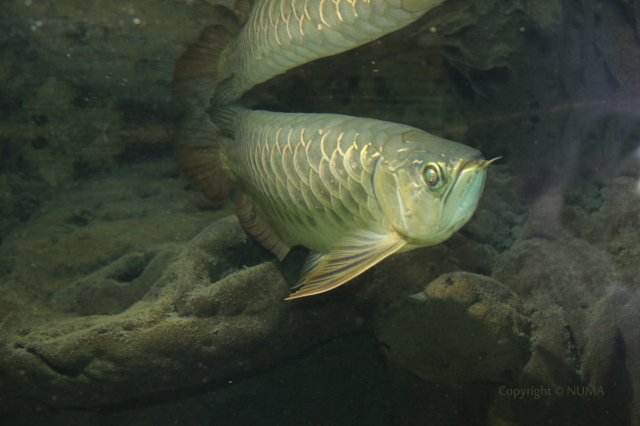golden-arowana.jpg