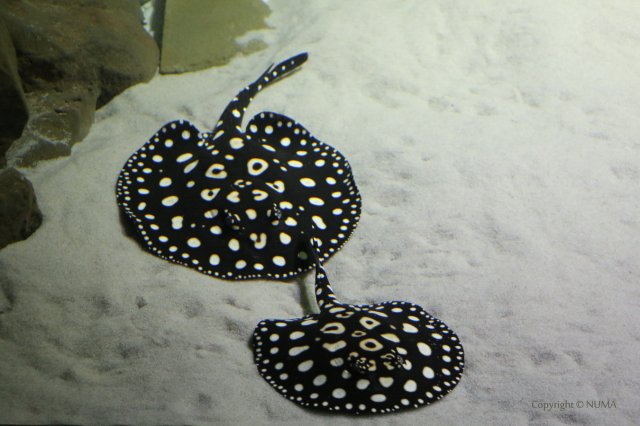 black-diamond-pair.jpg