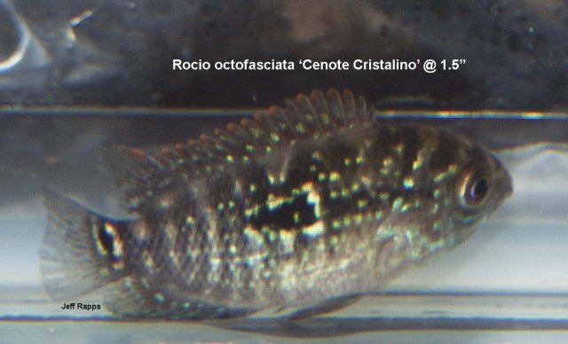 octo.crist1.jpg