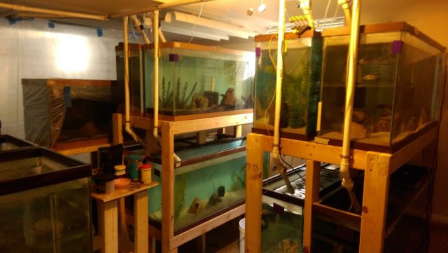 fish room pic.jpg