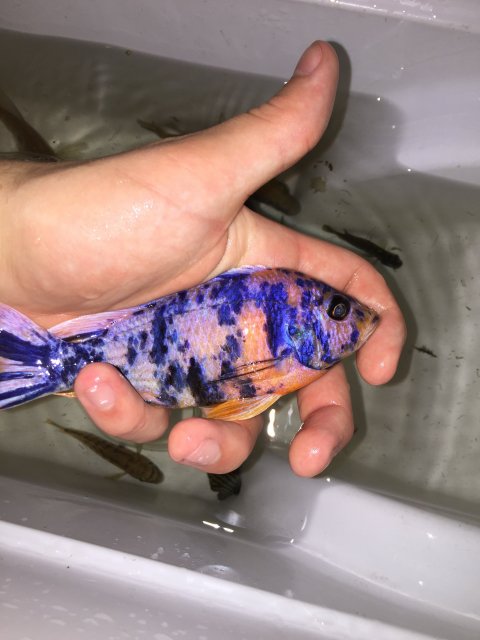 image.jpg