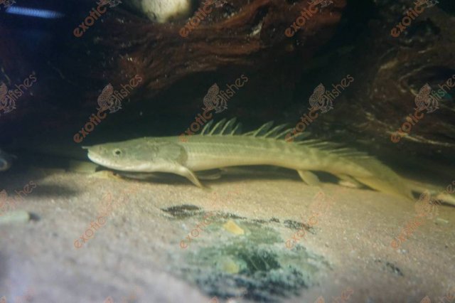 polypterus-endlicheri-congicus-wf-afrika (2).jpg