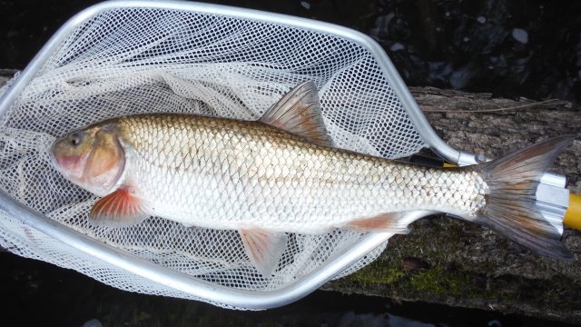 Fallfish.jpg