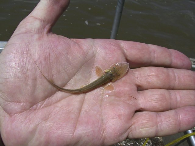 handandfish.jpg