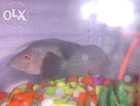 121294343_1_644x461_flowerhorn-4-months-old-delhi.jpg