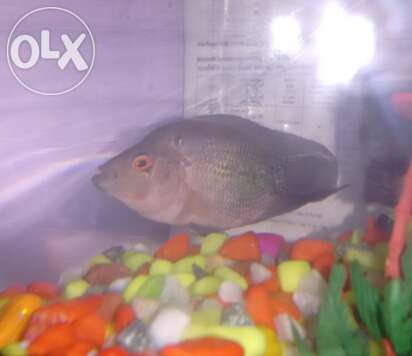121294343_2_1000x700_flowerhorn-4-months-old-upload-photos.jpg