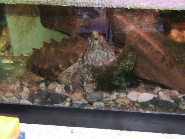 Hoss Alligator Snapping Turtle 12 years old.jpg