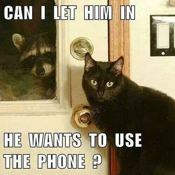 cat-humor-can-i-let-him-in-raccoon-use-phone.jpg