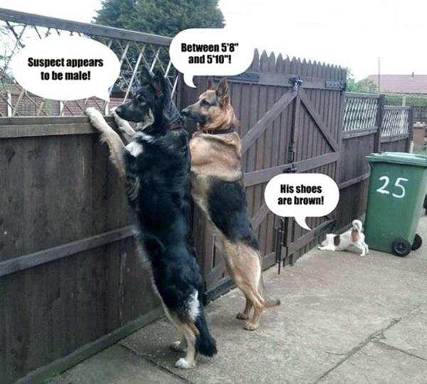 026-funny-animal-pictures-with-captions-013-dogs.jpg