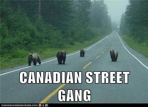 cfbe2_funny-animal-captions-animal-capshunz-quick-bolt-the-door.jpg