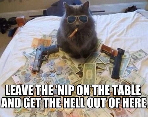 funny-pictures-gangster-cat-leave-nip-table.jpg