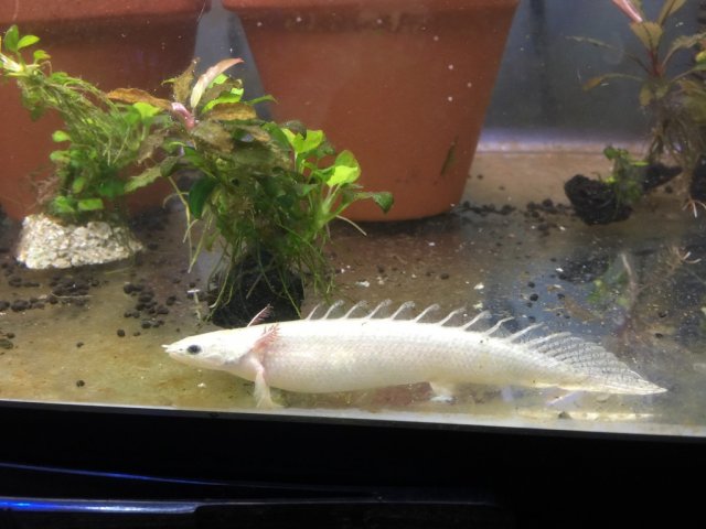 Rare bichir for sale Clearance