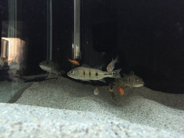 IMG_0377.JPG IMG_0377.JPG