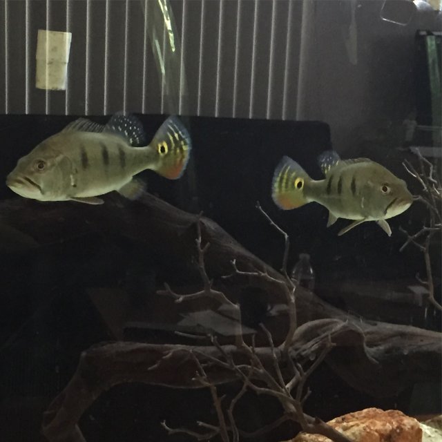 IMG_0914.JPG IMG_0914.JPG