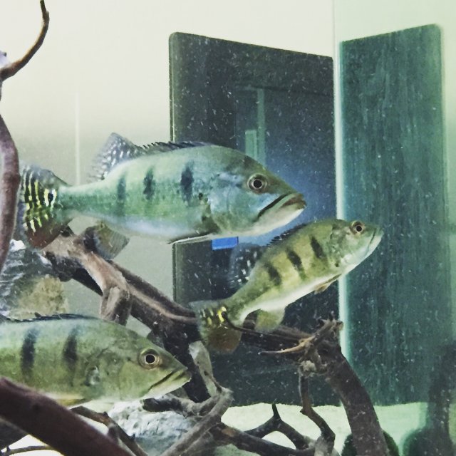 IMG_0947.JPG IMG_0947.JPG