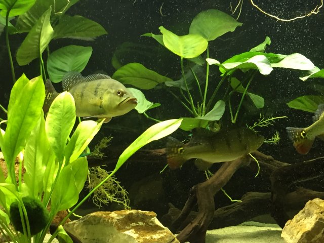 IMG_1116.JPG IMG_1116.JPG