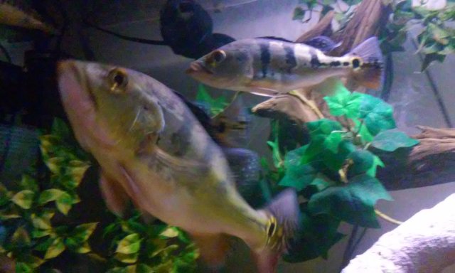 20150909_211501.jpg 20150909_211501.jpg