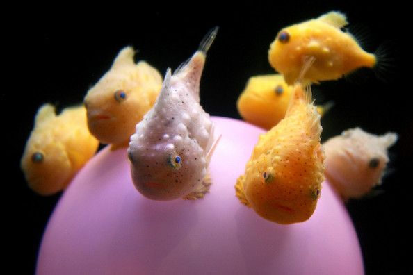 LUMPFISH.jpg