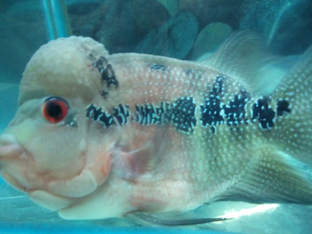 flowerhorn-1a.jpg flowerhorn-1a.jpg
