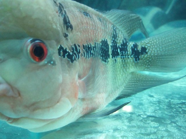 flowerhorn-1b.jpg flowerhorn-1b.jpg