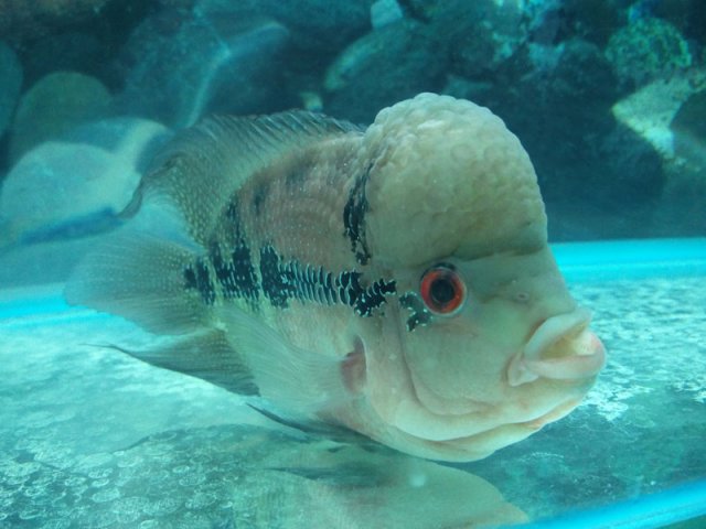 flowerhorn-1c.jpg flowerhorn-1c.jpg