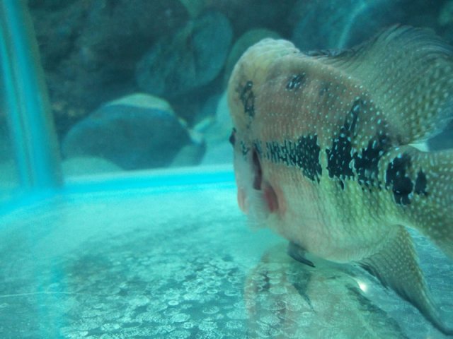 flowerhorn-2a.jpg flowerhorn-2a.jpg