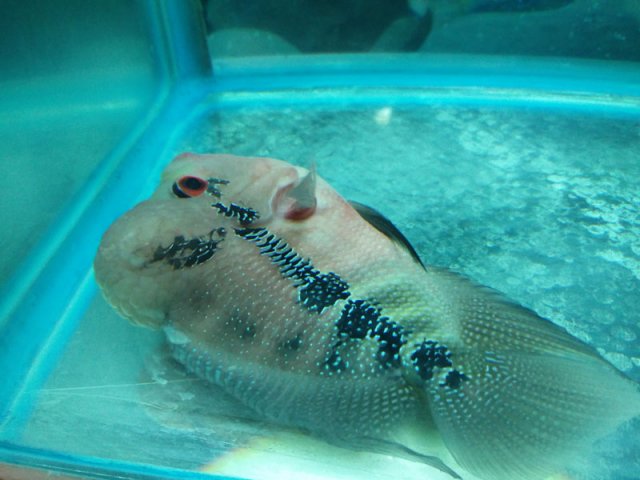 flowerhorn-3a.jpg flowerhorn-3a.jpg