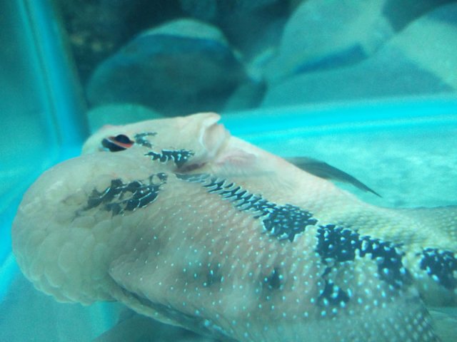 flowerhorn-3b.jpg flowerhorn-3b.jpg