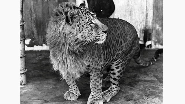 leopon-imgur.png