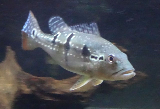 CichlaPinima.JPG