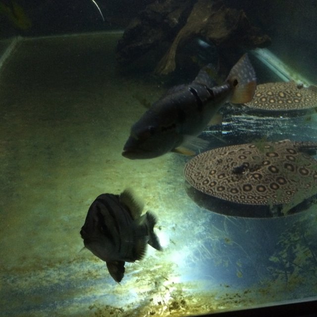 ray, Dat, bass 10:4:15.JPG