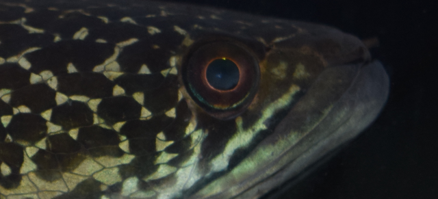 Channa Aurantimaculata Cloudy Eyes Monsterfishkeepers Com