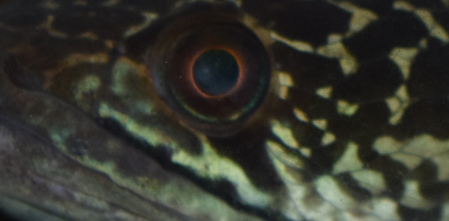Channa Aurantimaculata Cloudy Eyes Monsterfishkeepers Com