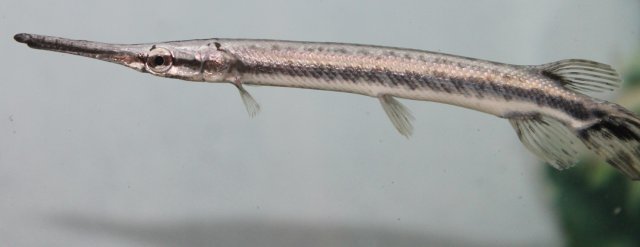 marble gar.JPG