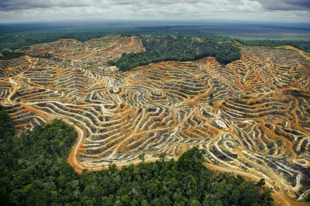 borneo.jpg