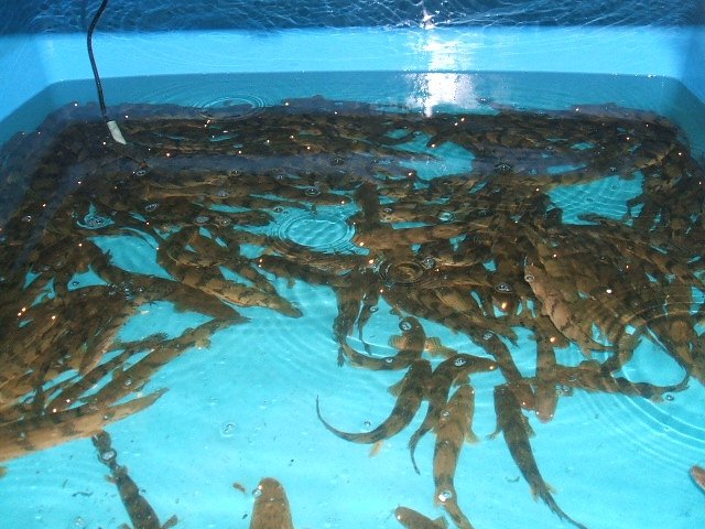 bichir bin 4.JPG bichir bin 4.JPG