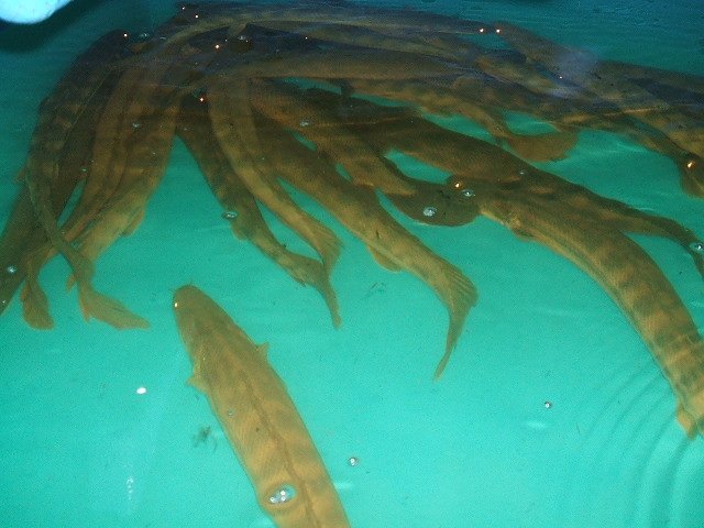 Bichir Bin.JPG Bichir Bin.JPG