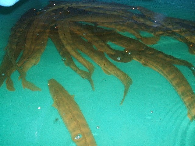 bichir bin 2.JPG