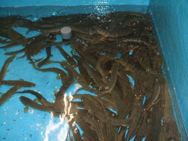 bichir bin 3.JPG