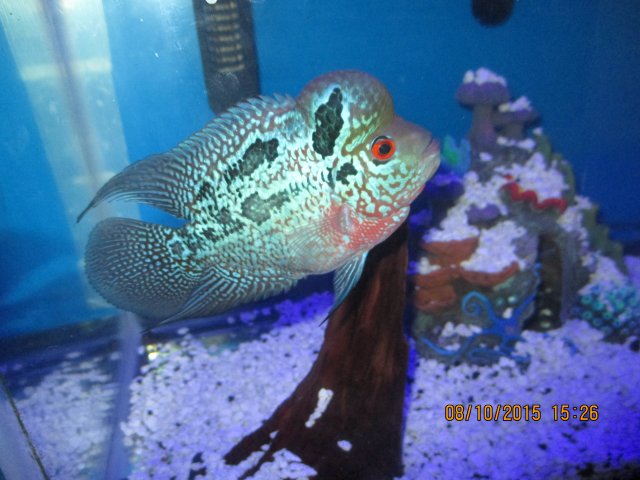 IMG_1188.JPG IMG_1188.JPG