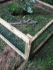 Turtle-Pen-Closeup.gif Turtle-Pen-Closeup.gif