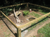Turtle-Pen4.gif Turtle-Pen4.gif