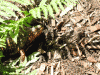 Fern2.gif