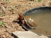 Bath-Time.gif