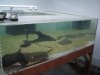 fish room 011.jpg