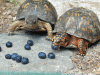 Blueberry-Lunch.gif
