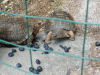 Blueberry-Lunch2.gif
