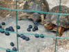 Blueberry-Lunch3.gif