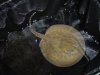 stingray babies 011.jpg