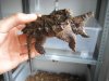 Alligator1 (Small).jpg